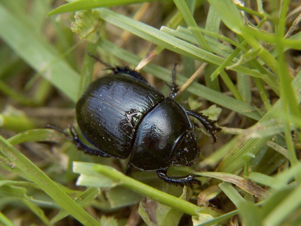 African Black Beetle In Lawns Treating Lawn Beetles